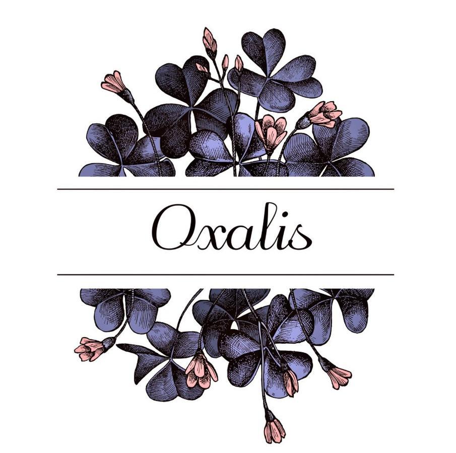 Oxalis Appartement Bologna Buitenkant foto